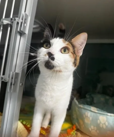 A young small-sized female Calico Domestic Short Hair cat named Ruby for adoption in Hutchinson, MN