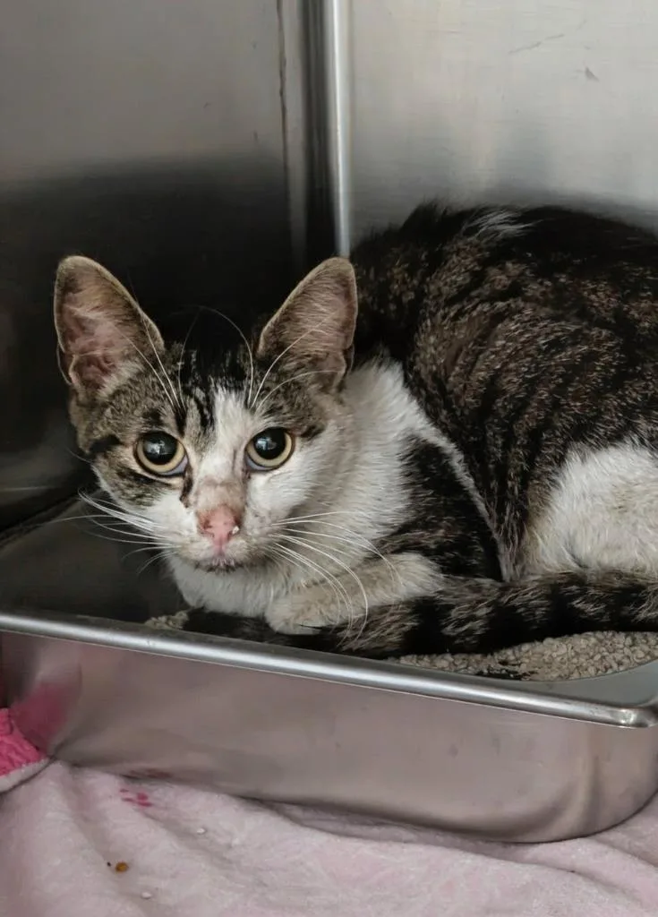 A young small-sized female Tabby cat named Piper for adoption in Kodiak, AK