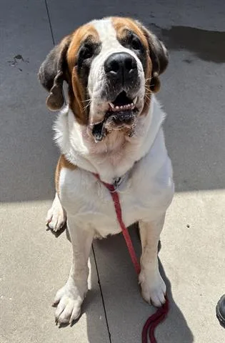 An adult large-sized male Saint Bernard dog named Dogosaur for adoption in Dayton, OH