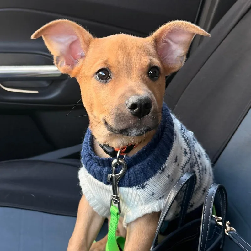 A baby small-sized male Brown / Chocolate Terrier dog named Finn for adoption in South Haven, MI