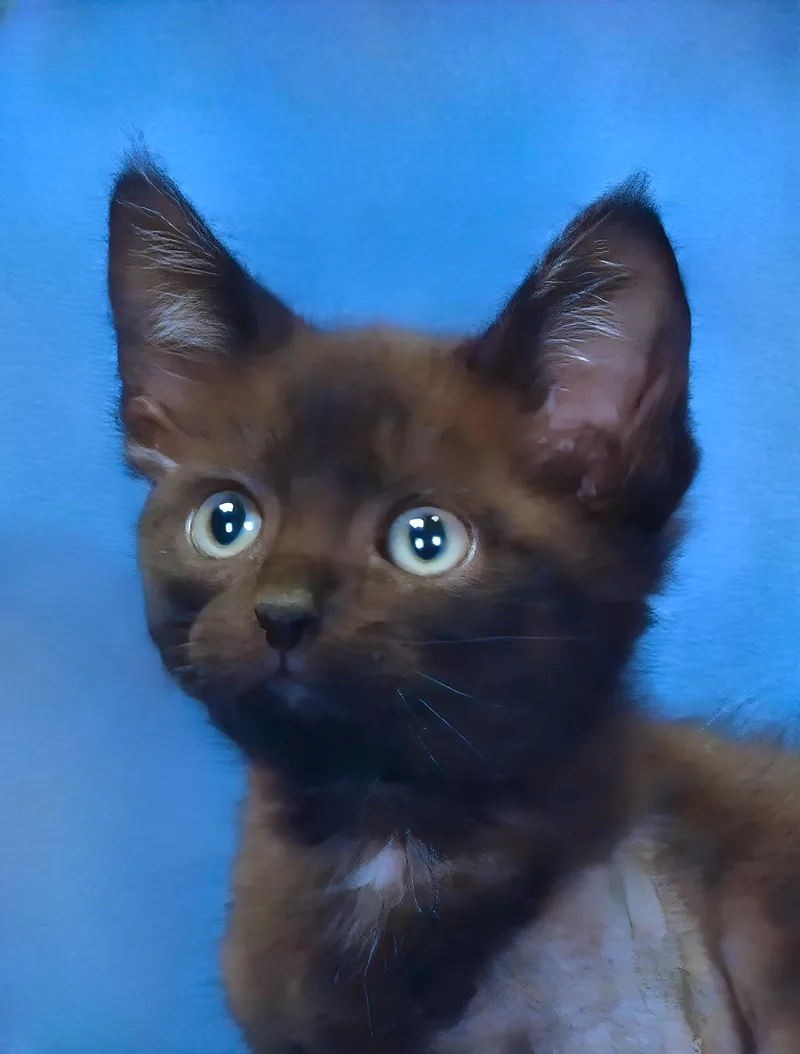 A baby medium-sized male Domestic Short Hair cat named Ziggy for adoption in Pasadena, CA