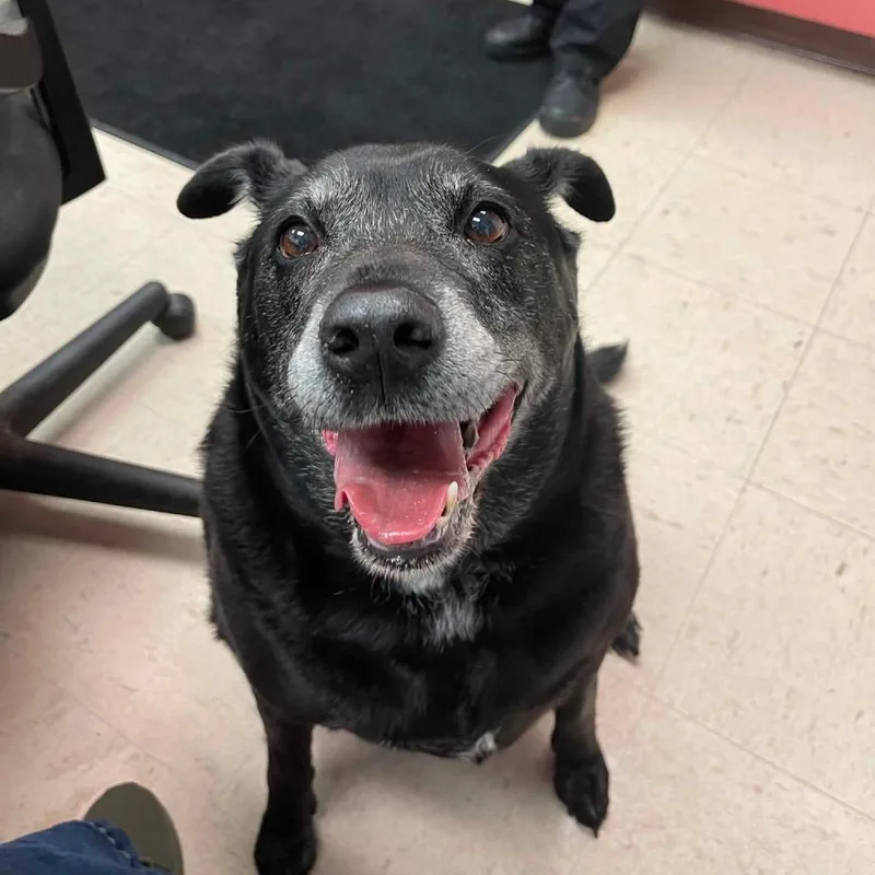 A senior small-sized female Black Labrador Retriever dog named Pearl D for adoption in Princeton, MN