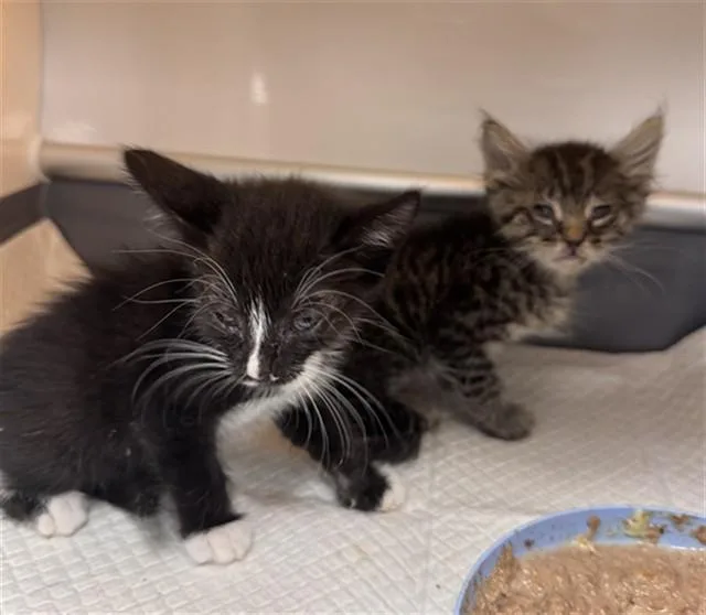 A baby small-sized male Domestic Short Hair cat named Bennie for adoption in Thousand Palms, CA