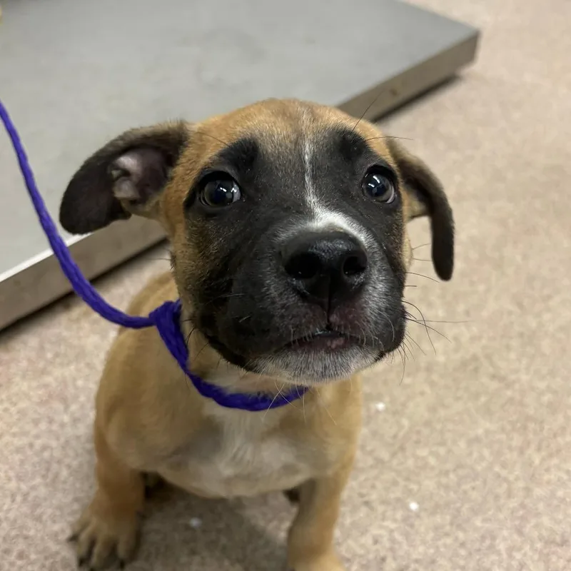 A baby small-sized male Brown / Chocolate Mixed Breed dog named Commando for adoption in Ardmore, OK