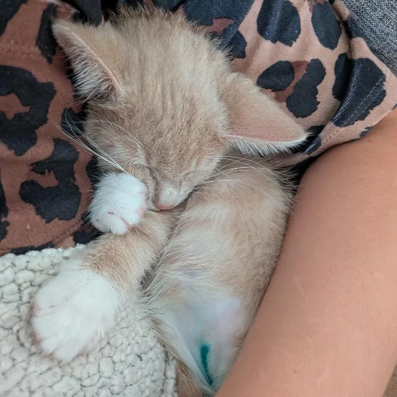A baby small-sized male Orange / Red Domestic Short Hair cat named Bee for adoption in La Grange, KY