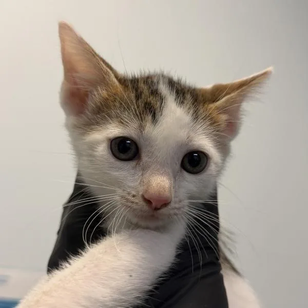 A baby small-sized female Domestic Short Hair cat named Anya Taylor Joy for adoption in Escondido, CA