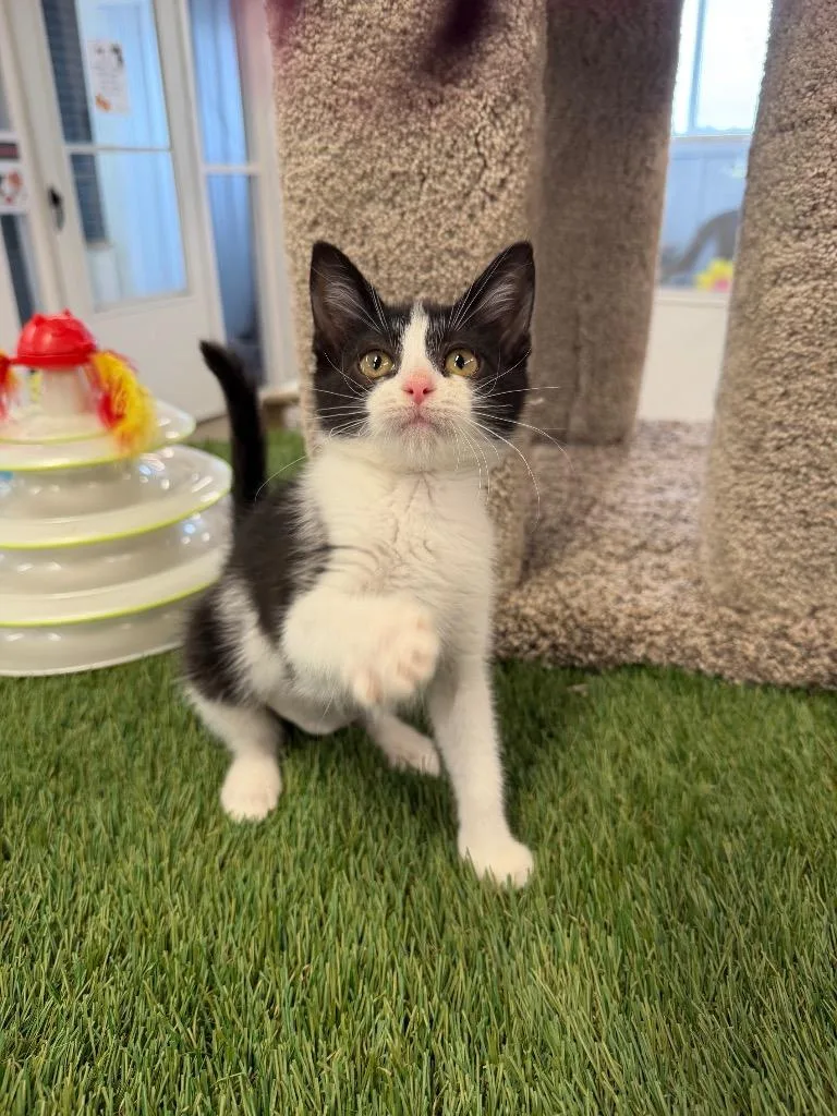 A baby medium-sized female Domestic Short Hair cat named Thistlewit for adoption in Pierceton, IN