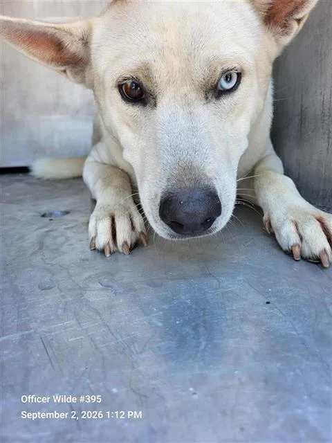 A young medium-sized male Husky dog named Odin for adoption in San Antonio, TX