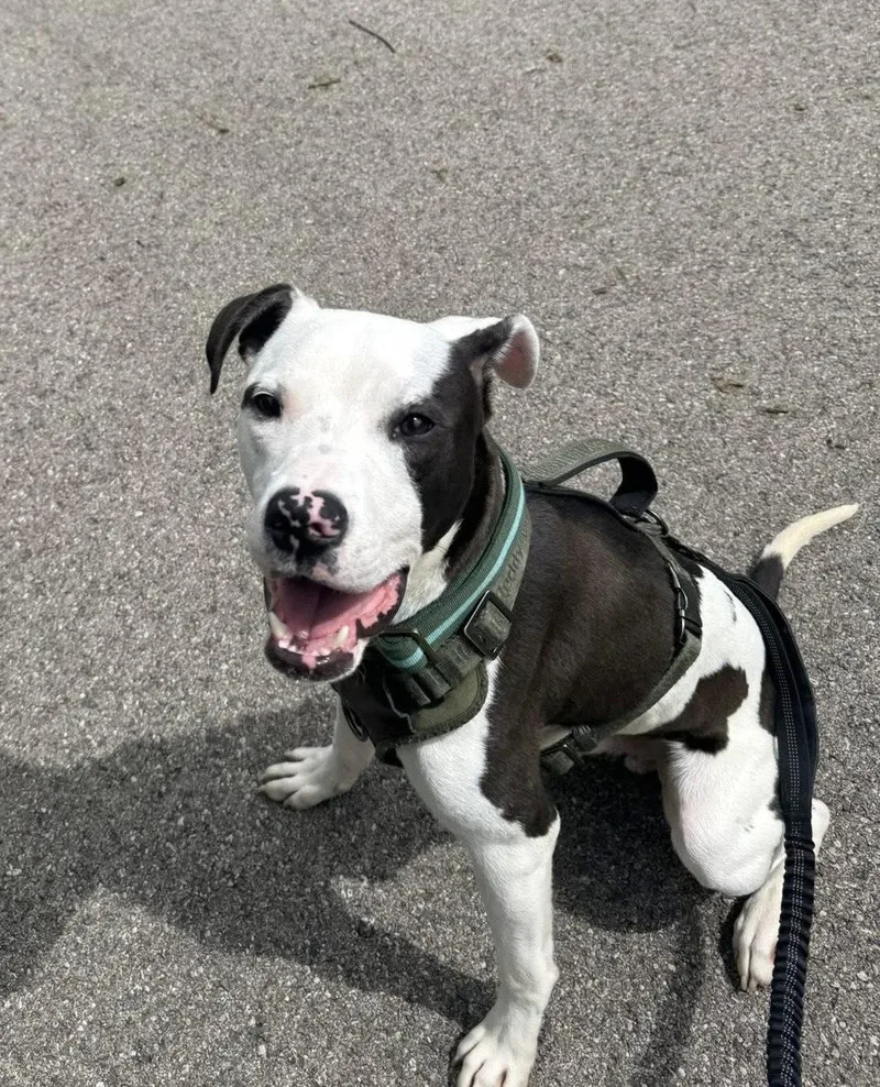 A baby medium-sized male Pit Bull Terrier dog named Tommy Boy for adoption in Germantown, OH