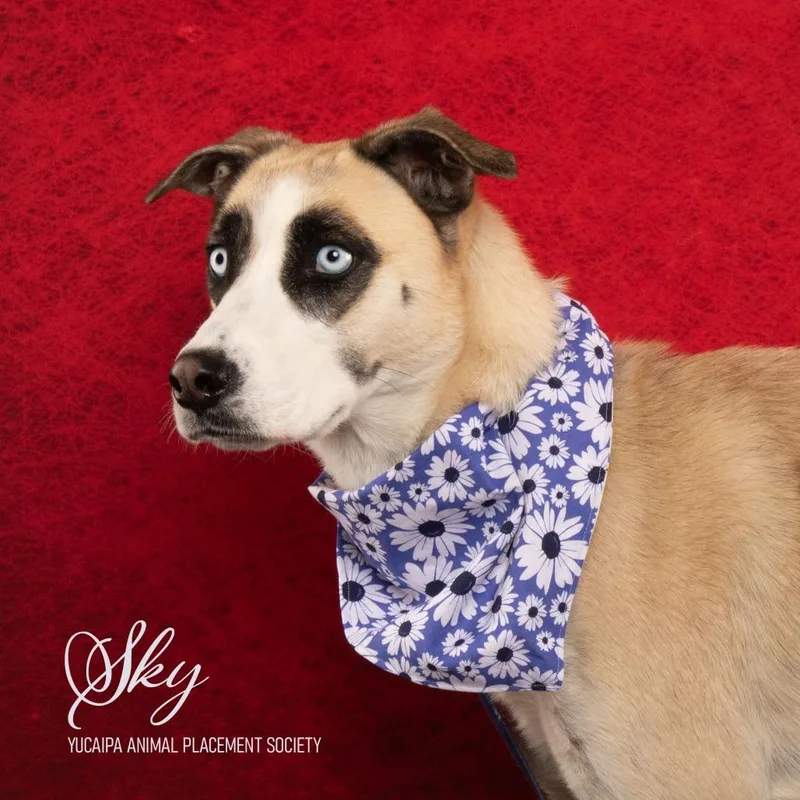 Sky thumbnail 4