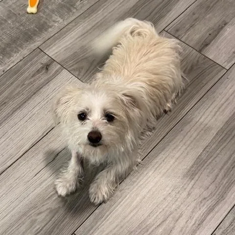 A young small-sized male White / Cream Terrier dog named Benji for adoption in Jacksonville, FL