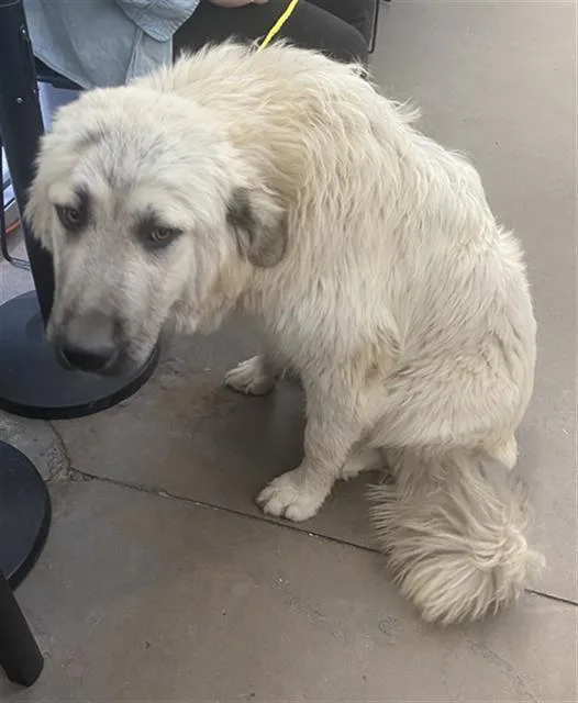 A young extra large-sized male Mixed Breed dog named Winter for adoption in Dallas, TX