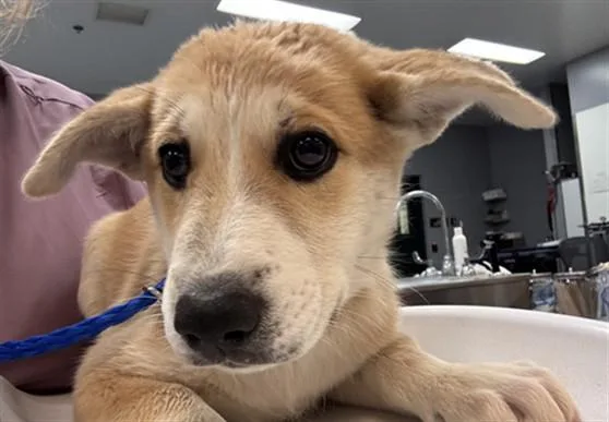 A baby small-sized female Labrador Retriever dog named Selene for adoption in Riverside, CA