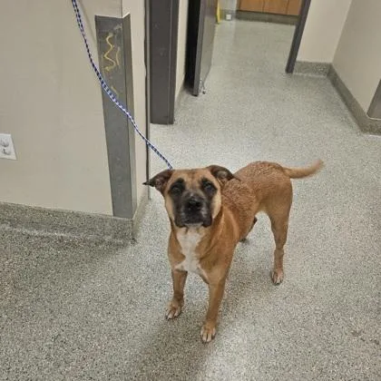 An adult medium-sized female Pit Bull Terrier dog named Juju for adoption in Kansas City, MO