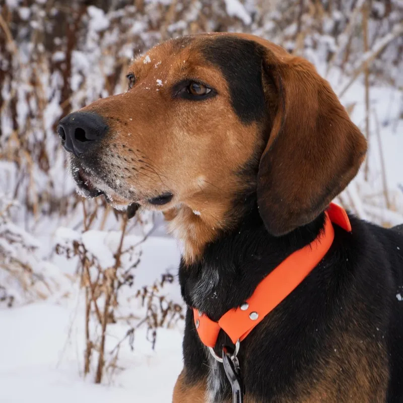 An adult medium-sized male Black Black and Tan Coonhound dog named Clutch for adoption in Morrisville, VT