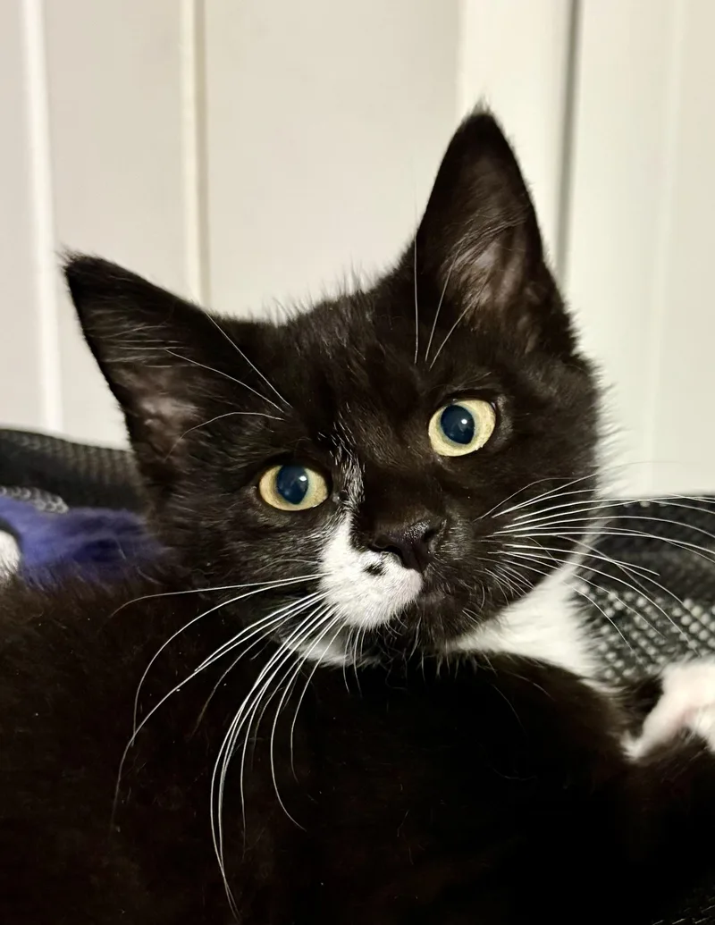 A baby medium-sized female Black Domestic Short Hair cat named Nessie & Maisie for adoption in Lemoyne, PA