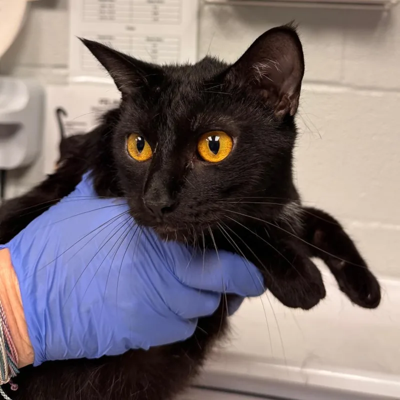 An adult large-sized female Black Domestic Short Hair cat named Panther for adoption in Birdsboro, PA