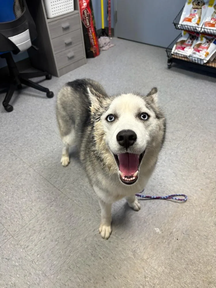 An adult large-sized female Tricolor (Brown, Black, & White) Husky dog named Athens for adoption in Evansville, IN