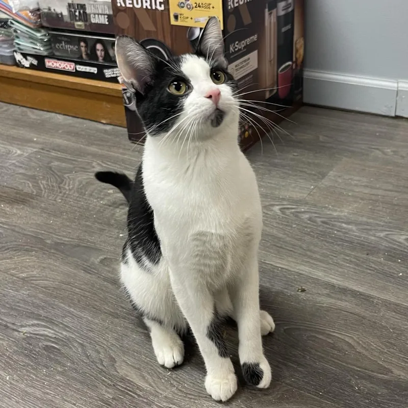 An adult small-sized male Black Domestic Short Hair cat named Luigi for adoption in Granville, OH