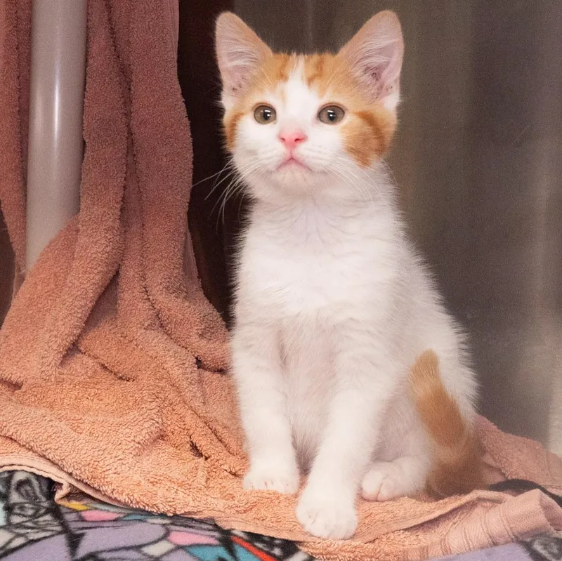 A baby medium-sized male Domestic Short Hair cat named Seal for adoption in Shoreline, WA