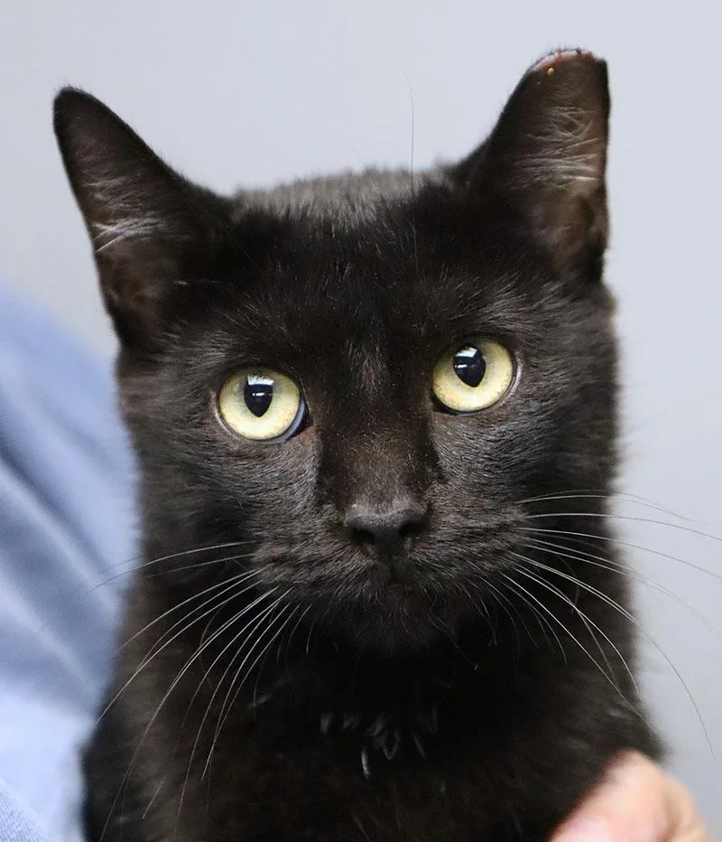 A young medium-sized female Domestic Short Hair cat named Jasmine for adoption in Kansas City, KS