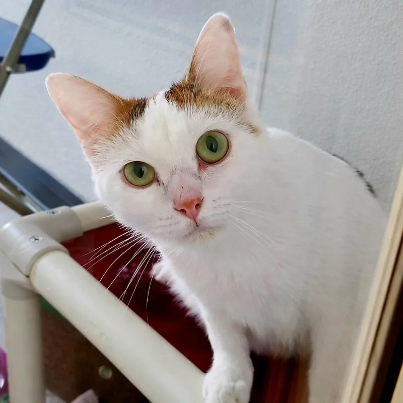 A young small-sized female Calico Domestic Short Hair cat named Hanna for adoption in Brighton, MO