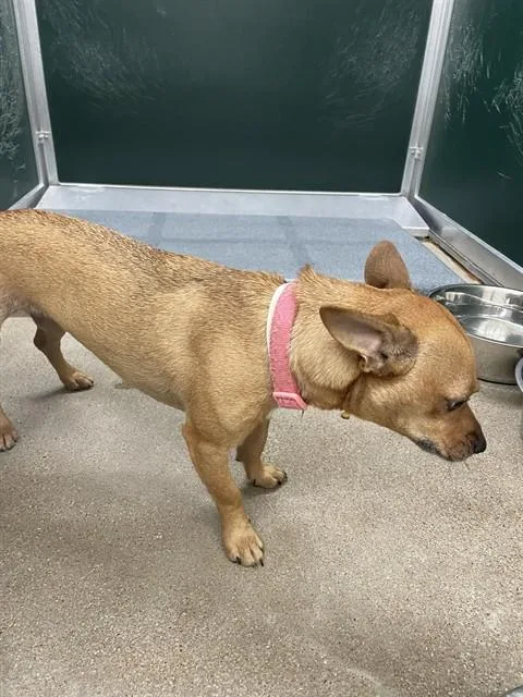 An adult small-sized female Chihuahua dog named Abby for adoption in Killeen, TX