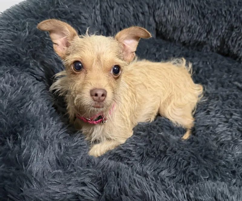 A young small-sized female Yellow / Tan / Blond / Fawn Chorkie dog named Molly for adoption in Pelham, NH