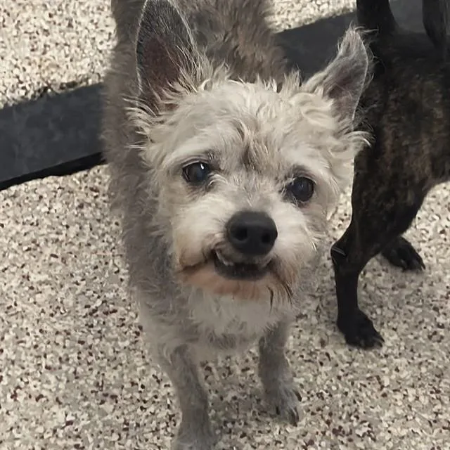 A senior small-sized female Terrier dog named Precious for adoption in Tucson, AZ