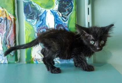 A baby small-sized female Domestic Short Hair cat named Sabrina for adoption in San Antonio, TX