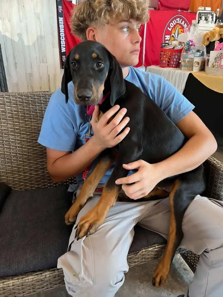 A young medium-sized female Black Doberman Pinscher dog named Evelyn for adoption in Pearland, TX