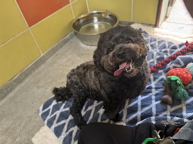 An adult small-sized female Shih Tzu dog named Mona for adoption in Palo Alto, CA