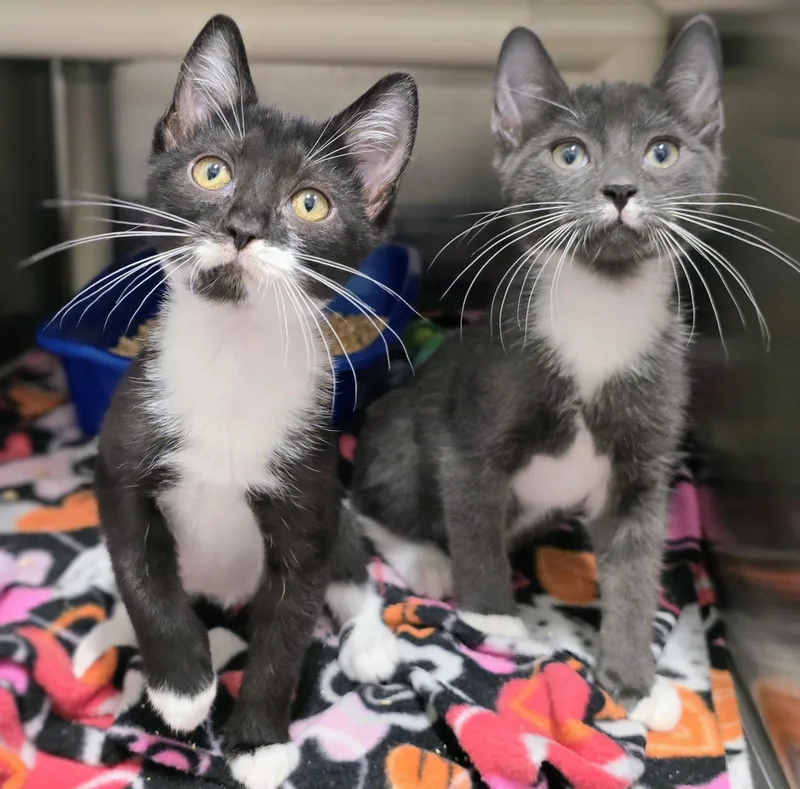 A baby large-sized male Black Domestic Short Hair cat named Rupert Earl for adoption in Amityville, NY