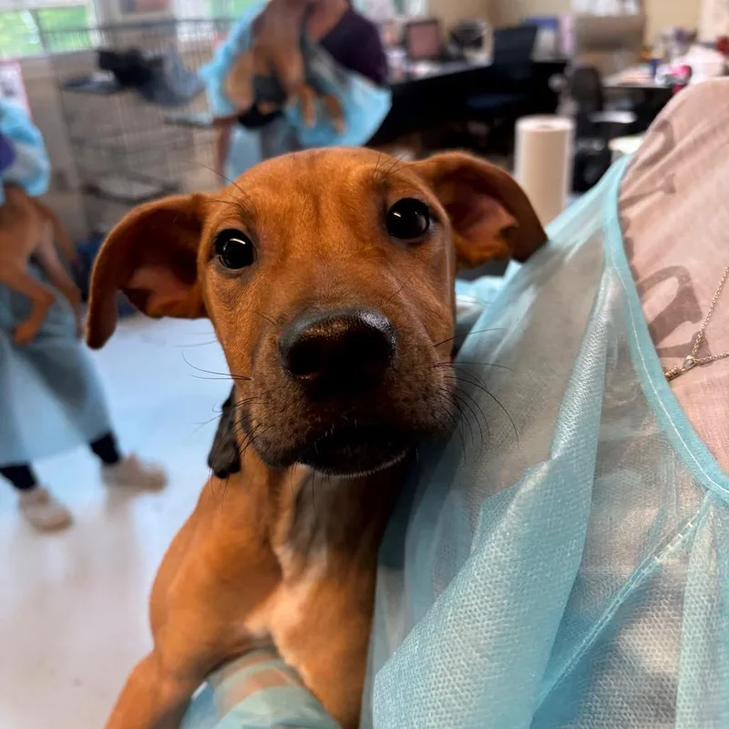A young small-sized female Red / Chestnut / Orange Mixed Breed dog named White Chocolate Mocha for adoption in Huntington, WV