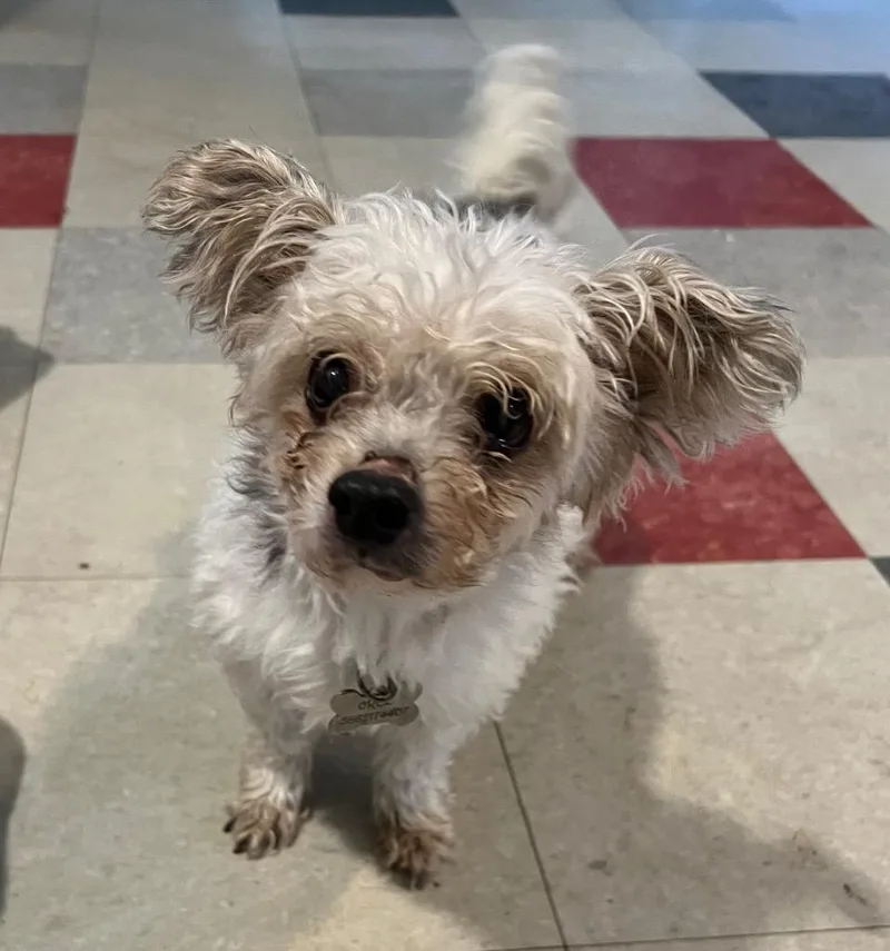 A senior small-sized male Poodle dog named Oreo for adoption in Warren, MI