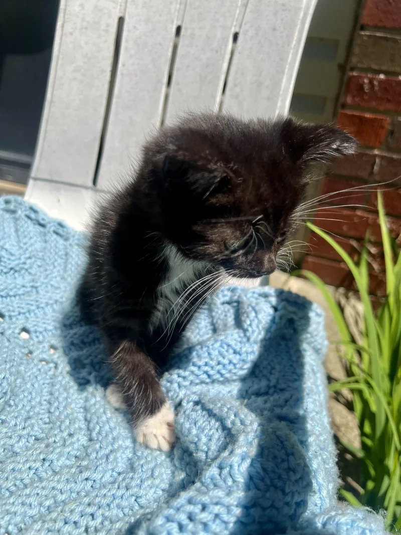 A baby large-sized male Maine Coon cat named Oreo for adoption in toledo, OH