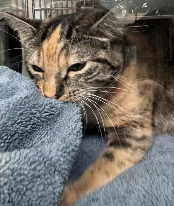 A young small-sized female Domestic Short Hair cat named Kali for adoption in Escondido, CA