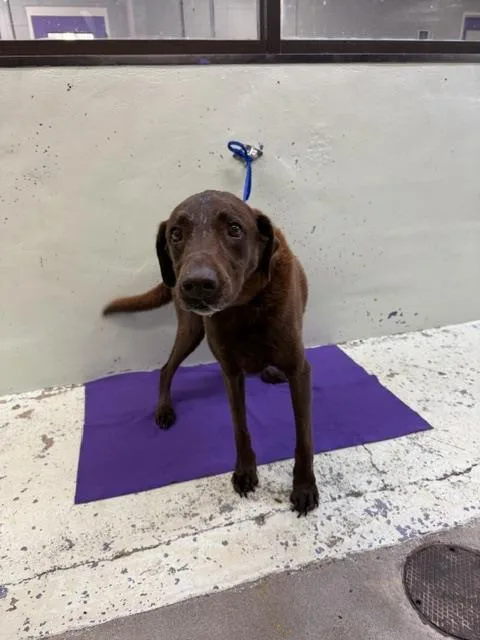 A senior large-sized male Labrador Retriever dog named Dale for adoption in Houston, TX