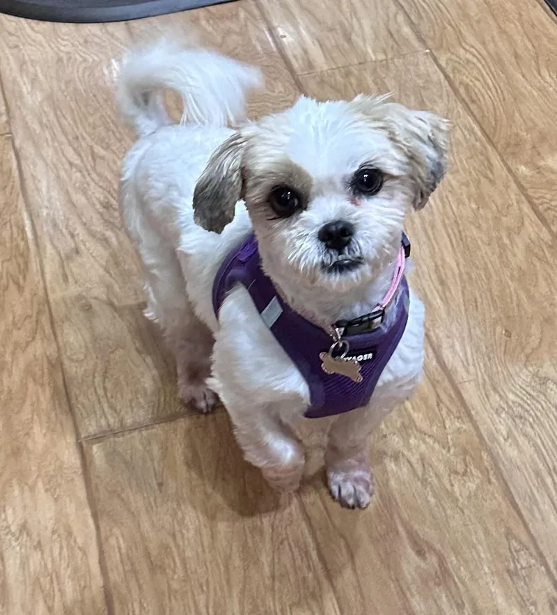 A young small-sized female White / Cream Shih Tzu dog named Nala fka Annie for adoption in Union Grove, WI