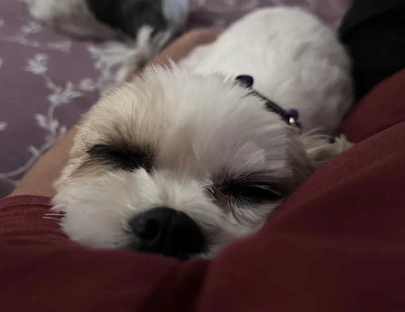 Nala fka Annie thumbnail 4