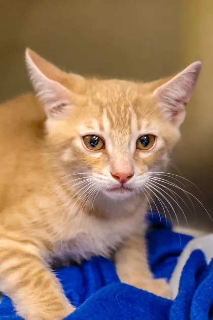 A young small-sized male Domestic Short Hair cat named Froyo for adoption in Dothan, AL