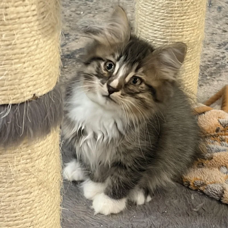 A baby medium-sized male Tabby (Brown / Chocolate) Domestic Long Hair cat named Quest for adoption in Mineral Point, WI