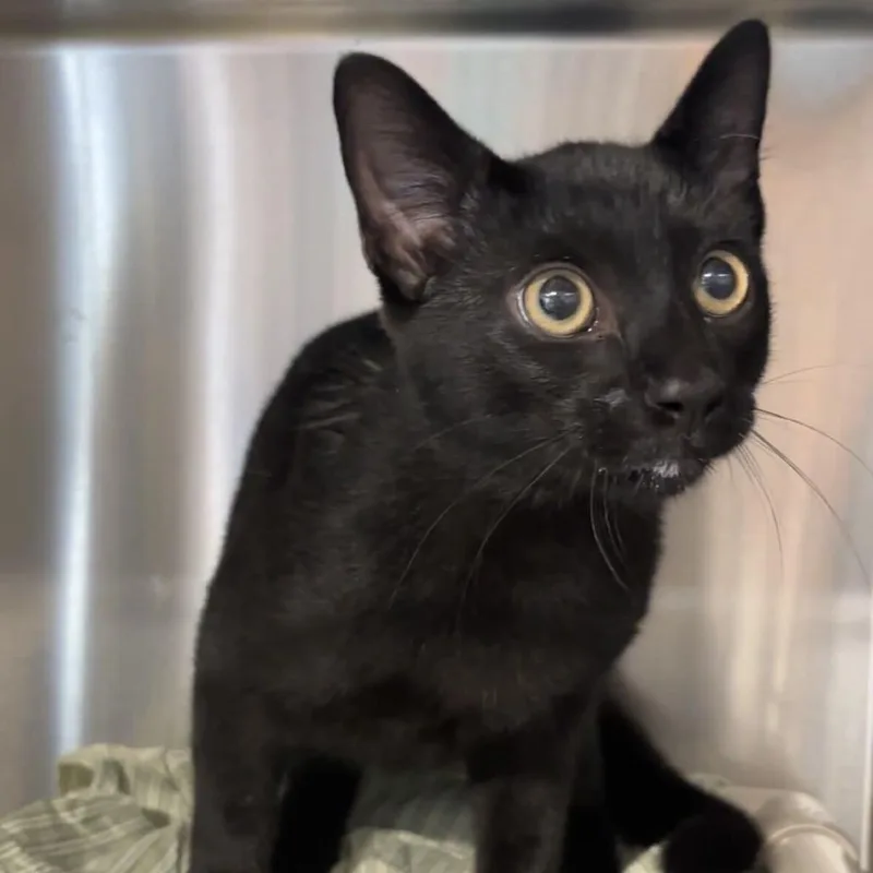 A young medium-sized male Black Domestic Short Hair cat named Country Bumpkin for adoption in Newark, DE