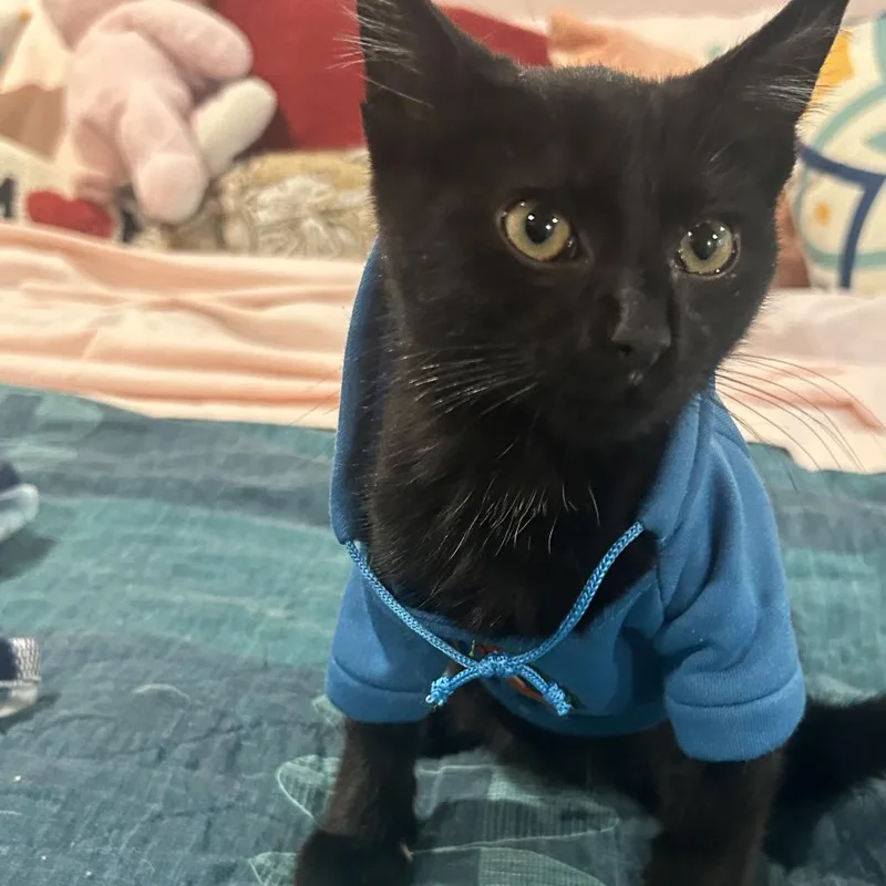 A baby small-sized male Black Domestic Short Hair cat named Storage Unit for adoption in Fredericksburg, VA