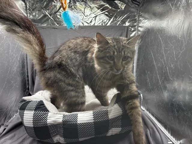 An adult medium-sized female Domestic Medium Hair cat named Aunt May for adoption in Appling, GA