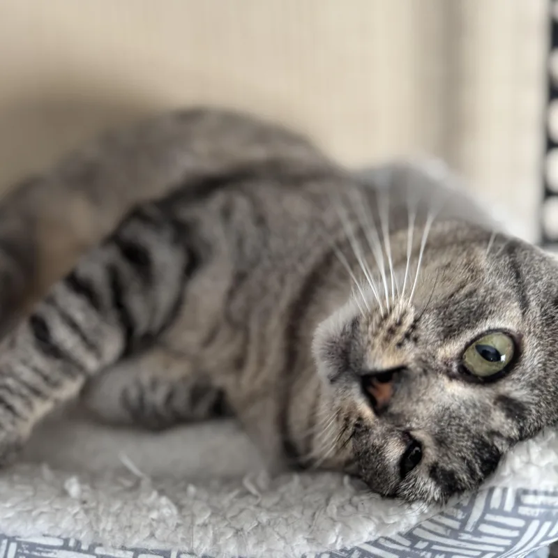 Bo Catan thumbnail 4