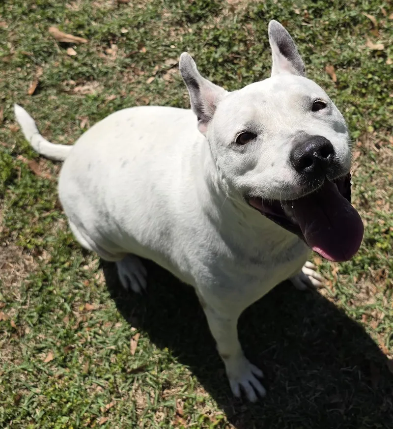 An adult medium-sized female Terrier dog named Eliza for adoption in Monticello, FL