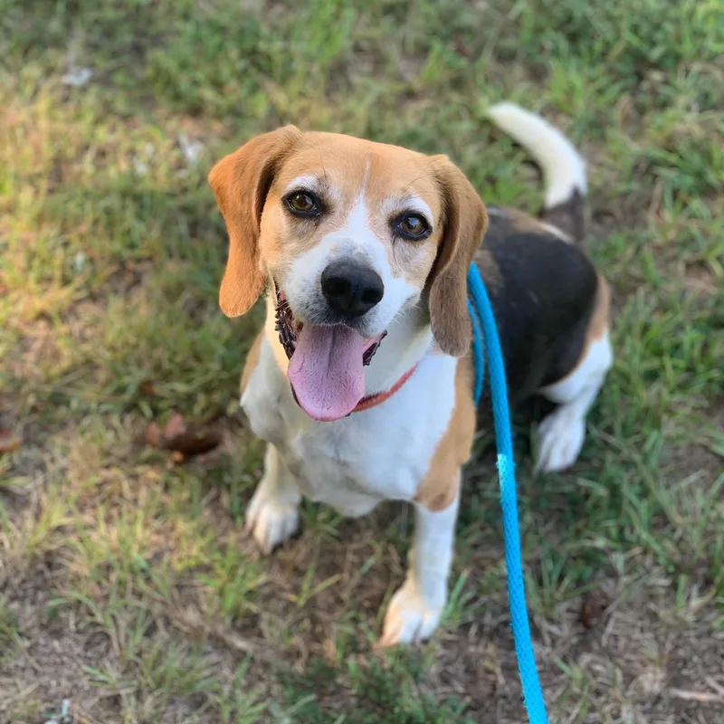 An adult medium-sized male Red / Chestnut / Orange Dachshund dog named Opie & Baxter for adoption in Willis, TX