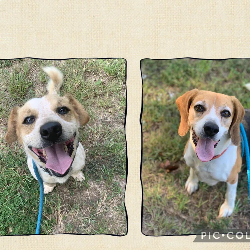 Opie & Baxter thumbnail 2