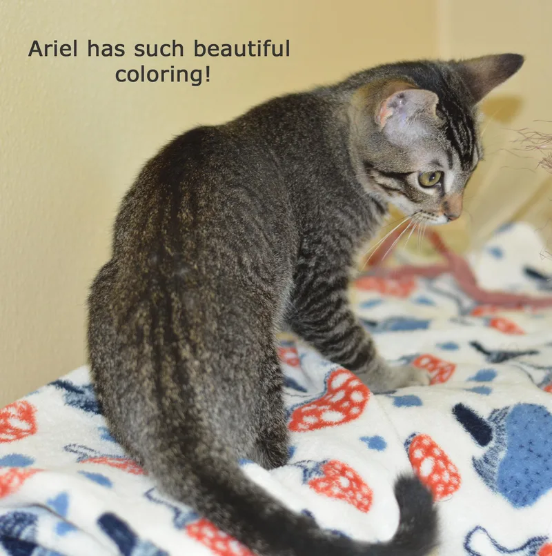 A baby medium-sized female Tabby (Brown / Chocolate) Tabby cat named Ariel for adoption in San Clemente, CA